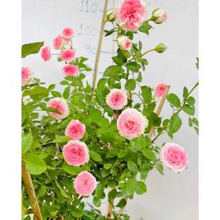 Gốc hoa hồng bụi mini eden gốc rễ trần sai hoa
