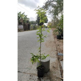 Cây hồng quân ta loại ươm hạt cây cao 70cm 80cm giá 50k 1 cây bầu rể rất ổn định ạ