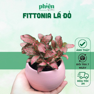 Cây Fittonia Lá Đỏ, Cây Cẩm Nhung lá may mắn để bàn chậu gốm mini