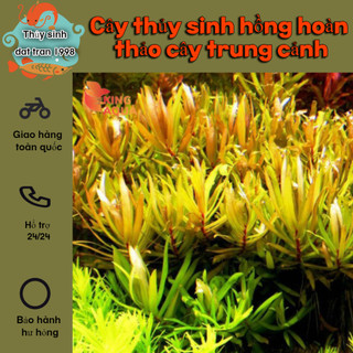 Cây thủy sinh hồng hoàn thảo cây trung cảnh ,hậu cảnh