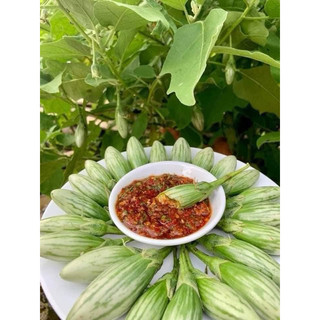 Hạt giống cà dừa oval thái lan 30 hạt