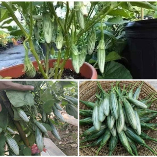 Hạt giống cà dừa oval thái lan 30 hạt