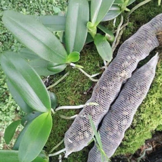 Phân dê đóng túi lưới dài 10cm ,20cm dùng bón hoa lan,cây cảnh...