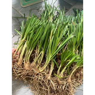 1Kg Gốc hẹ giống (củ hẹ giống)