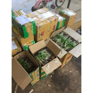 1Kg Gốc hẹ giống (củ hẹ giống)