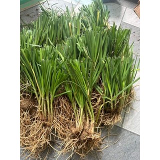 1Kg Gốc hẹ giống (củ hẹ giống)