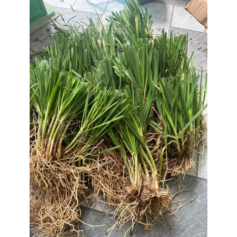1Kg Gốc hẹ giống (củ hẹ giống)