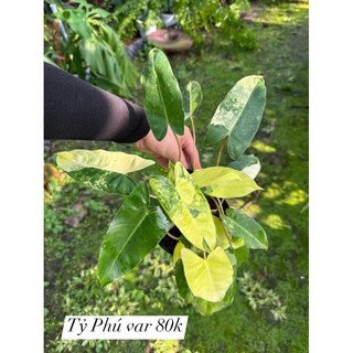chậu mềm trầu bà tỷ Phú var