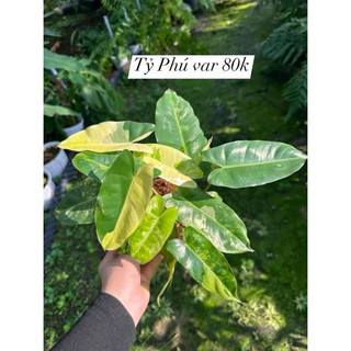 chậu mềm trầu bà tỷ Phú var