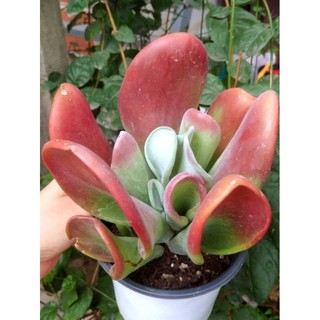 Sen đá tai cáo Kalanchoe Luciae "Oricula" trồng trang trí tiểu cảnh, sân vườn, làm quà tặng