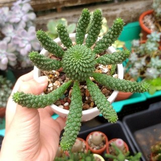 Xương rồng Euphorbia Medusa hoa xanh nhạt trồng trang trí tiểu cảnh, sân vườn, làm quà tặng