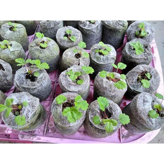 Combo 20 viên nén ươm hạt sơ dừa