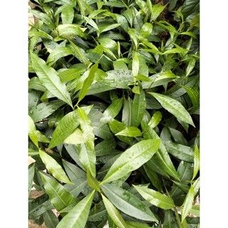 Vối nếp lá nhỏ - uống nước