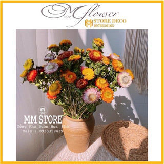 1 bó dài 60cm Hoa Bất Tử ❤️ Hoa khô Cúc Bất Tử trang trí cực đẹp hoa deco chụp l