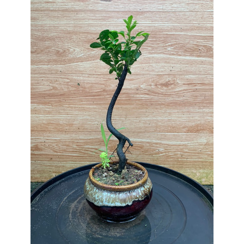 cây tùng đen mini để bàn