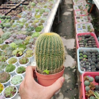 Xương rồng bóng vàng form trụ, chậu trồng 8cm, cây cao đẹp, bảo hành 1 đổi 1
