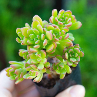 Sen đá sedum cam 5-7cm - Vườn sen đá