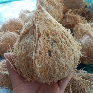 COMBO 10 QUẢ DỪA KHÔ GIÀ GỌT VỎ LOẠI TRUNG 600G-800G/TRÁI