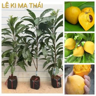 Cây lê ki ma thái cây ghép