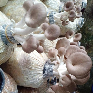 Phôi nấm Bào ngư và Mộc nhĩ