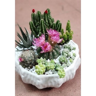 Chậu xương rồng mix sẵn đkinh chậu 16cm