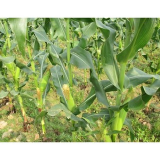 100GRAM HẠT GIỐNG NGÔ NGỌT ( BẮP MỸ)