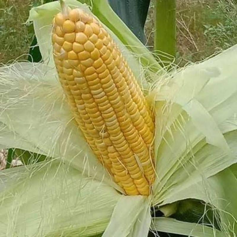 100GRAM HẠT GIỐNG NGÔ NGỌT ( BẮP MỸ)