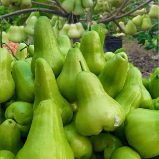 Mận Xanh Tam Hoa (Bán cây giống)