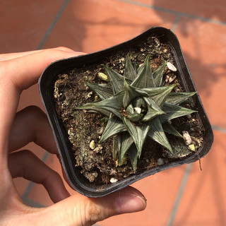 Móng rồng var bạc