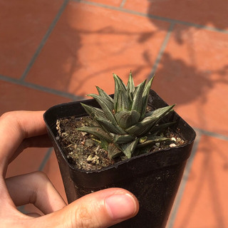 Móng rồng var bạc