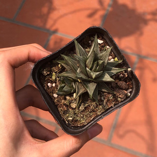 Móng rồng var bạc