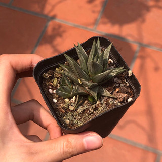 Móng rồng var bạc