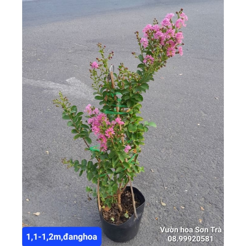 (VHST giao TP.HCM trong ngày) CÂY HOA TƯỜNG VI đang hoa.