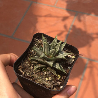 Móng rồng var bạc