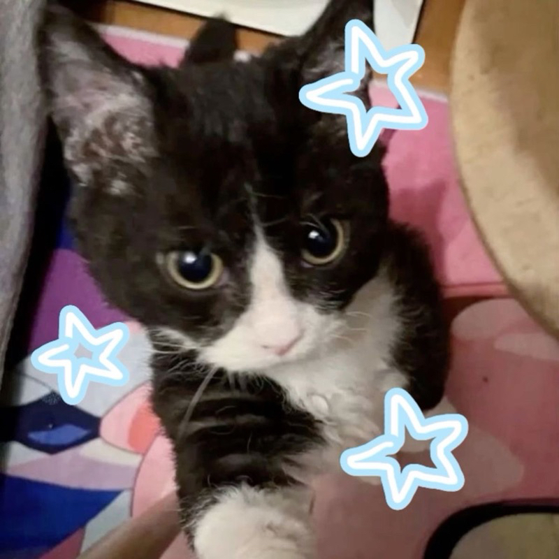 Áo janet 🤍🤍🤍🤍