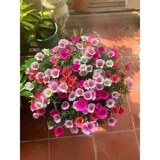 Combo 25 cành 10 giờ mỹ mix 3 màu
