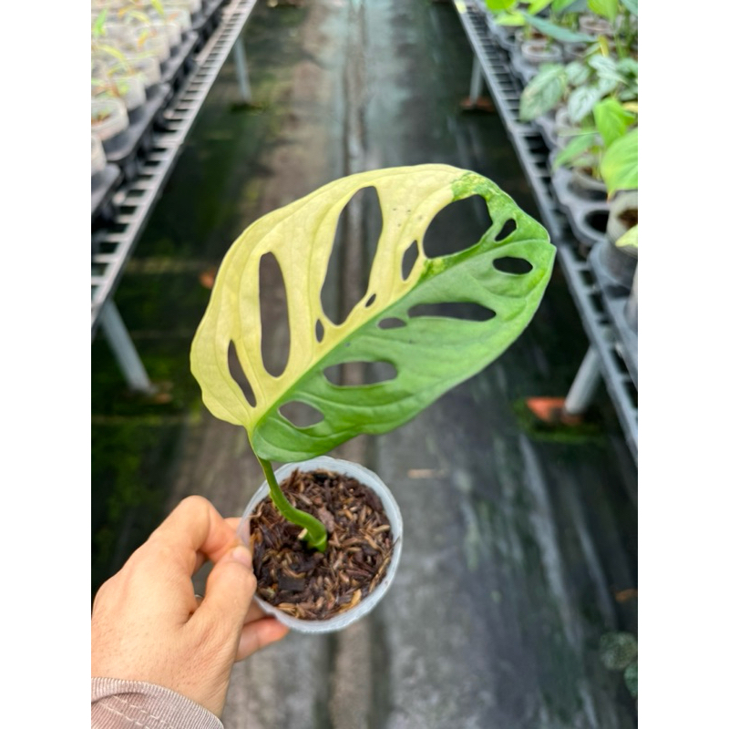 Chậu mềm node adansonii var aurea giant