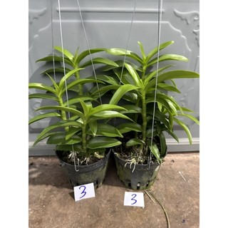 Hoa lan trầm rồng đỏ cây lớn
