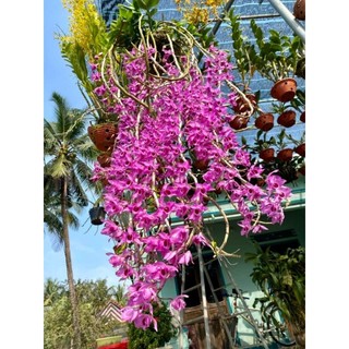Hoa lan trầm rồng đỏ cây lớn