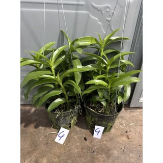 Hoa lan trầm rồng đỏ cây lớn