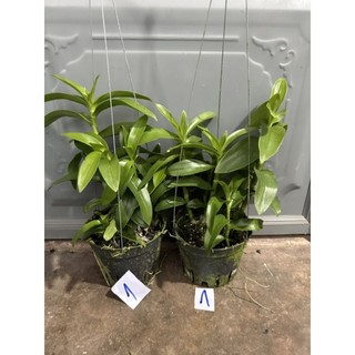 Hoa lan trầm rồng đỏ cây lớn