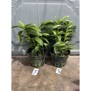 Hoa lan trầm rồng đỏ cây lớn