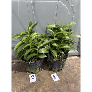 Hoa lan trầm rồng đỏ cây lớn