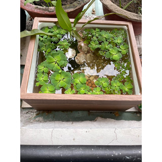 Thùng mút vân gỗ size 50x37x34