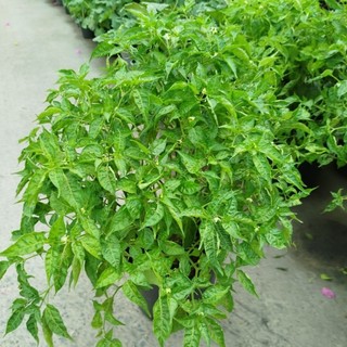 Cây Ớt Siêm Xanh ( hàng đẹp siêu trái)