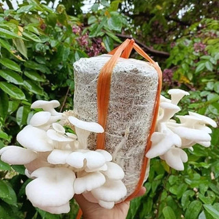 Phôi nấm giống Bào ngư và Sò trắng