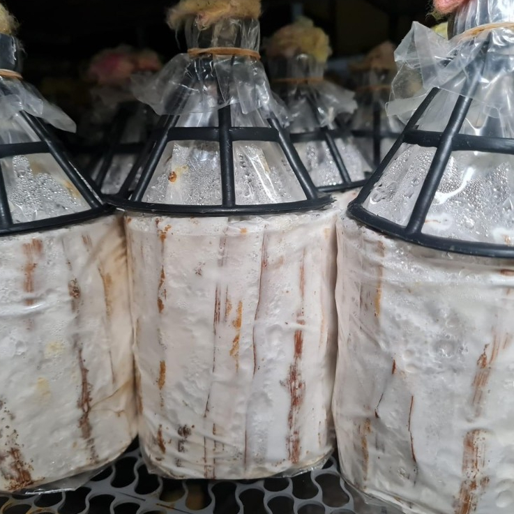 Meo Nấm Mộc Nhĩ - Loại que (Combo 3 bịch meo giống)