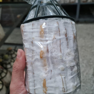Meo Nấm Mộc Nhĩ - Loại que (Combo 3 bịch meo giống)