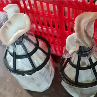 Meo Nấm Mộc Nhĩ - Loại que (Combo 3 bịch meo giống)
