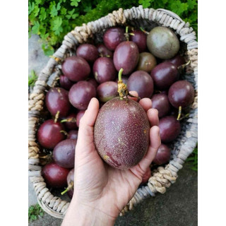 Chanh leo tím chín cây - Chanh dây tươi- 1 kg